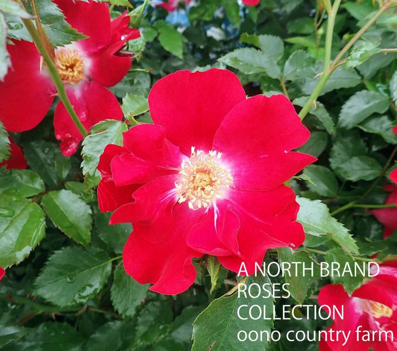 �ɥ�ȥ��� / Dortmund / 6��ż��������ݥå�