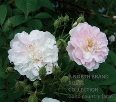 �ݡ��륺���ҥޥ��󡦥ޥ��� / Paul`s Himalayan Musk / 6��ż��������ݥå�