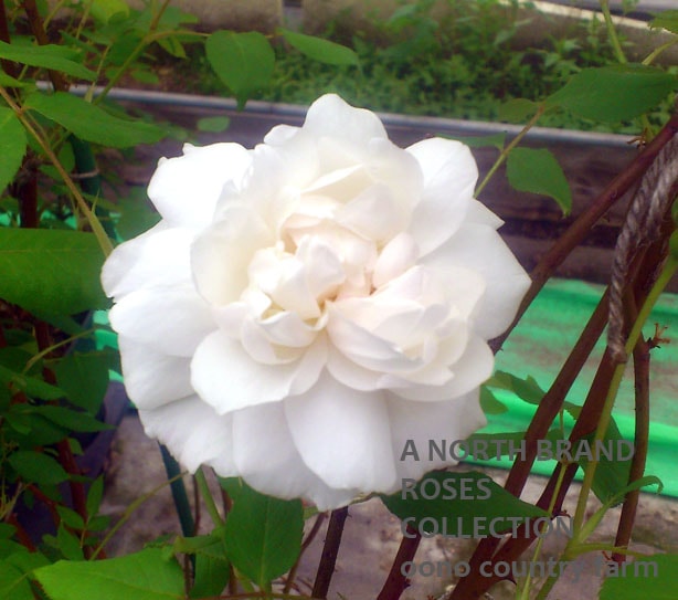 �ޥ��ࡦ����ե�åȡ�����ꥨ���� / Mme Alfret Carriere / 6��ż��������ݥå�