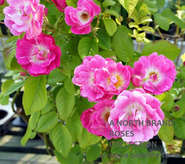 �ߥ������ơ��ס��ե饤�� / Mrs F W Flight / 6��ż��������ݥå�