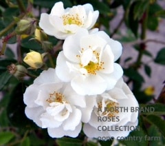 ���֥�󥰡��쥯���� / Rambling Rector / 6��ż��������ݥå�