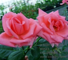 ������� / Rosanna / 6��ż��������ݥå�