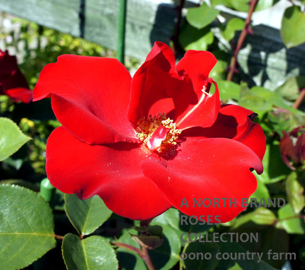 ����ƥ��å��� / Altissimo / 6��ż��������ݥå�