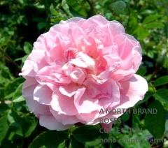 ����̥ޥ󡦥ǡ��ܥ��� / Ornement des Bosquets / 6��ż��������ݥå�