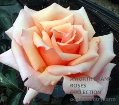 ����ѥå���� / Compassion / 6��ż��������ݥå�