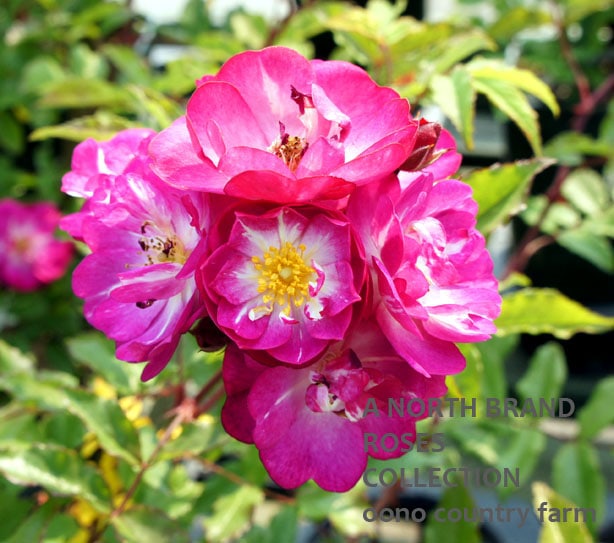 ���եĥ����ȡ��Х�����å� / Kiftsgate 'Violett' / 6��ż��������ݥå�