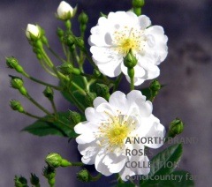 ������ɡ����ࡼ�� / Guirlande d'Amour / 6��ż��������ݥå�