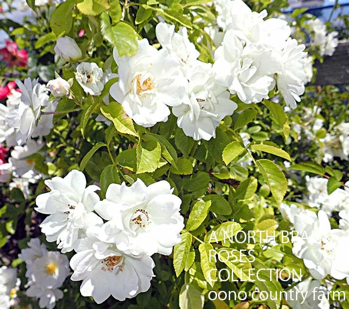 �ۥ磻�ȡ��ե饤�� / White Flight / 6��ż��������ݥå�