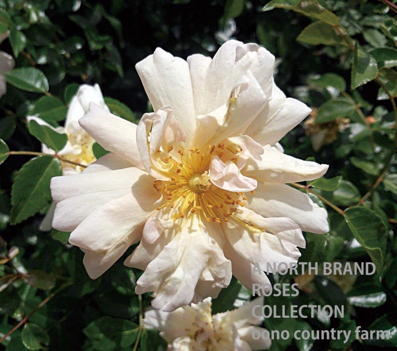 ���������ơ��롦�ץ�ꥪ / Aviateur Bleriot / 6��ż��������ݥå�