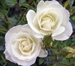 �������С��� / Iceberg / 6��ż��������ݥå�