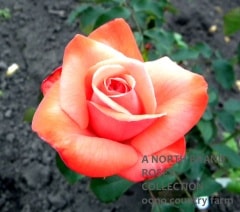 ������å��塦�ߥ��� / Irish Mist / 6��ż��������ݥå�