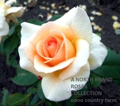 ���ץꥳ�åȥͥ����� / Apricot Necter / 6��ż��������ݥå�