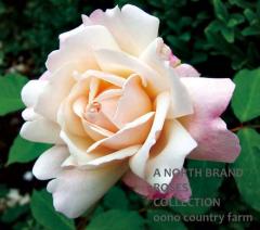 ���륹�����󡦥����إ� / Gruss an Aachen / 6��ż��������ݥå�