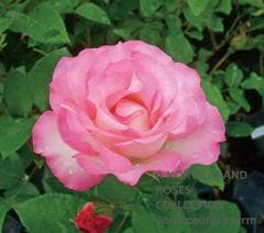 ���ȥ��٥꡼�������� / Strawberry Ice / 6��ż��������ݥå�