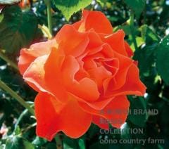 �ե��������å� / Fellowship / 6��ż��������ݥå�