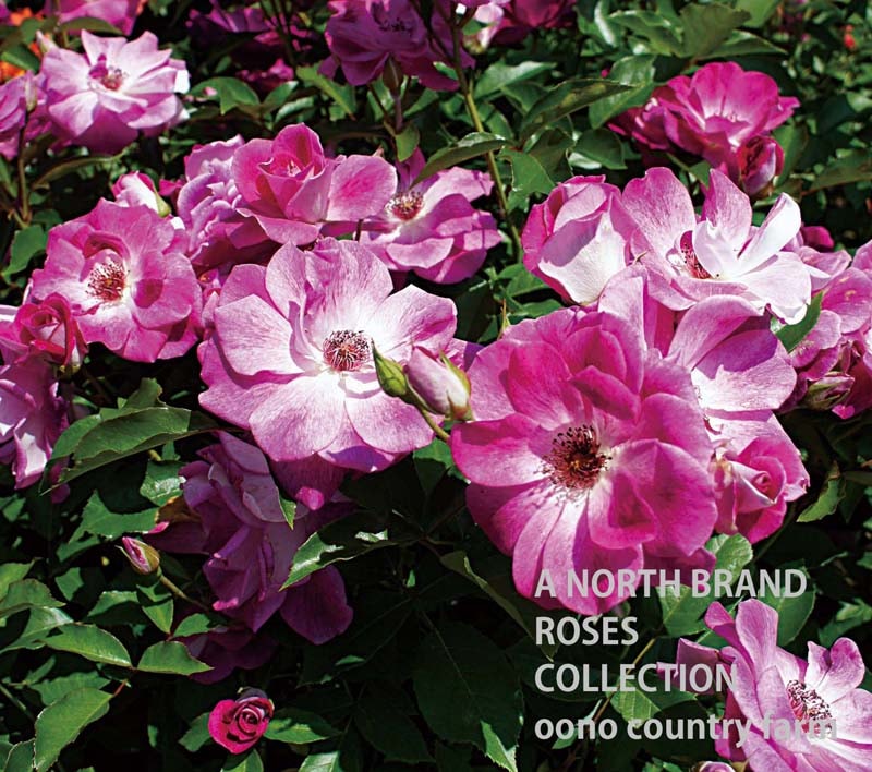 �֥�ꥢ��ȡ��ԥ󥯡��������С��� / Briliant Pink Iceberg / 6��ż��������ݥå�