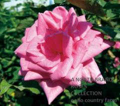 ���ǥ��ȥ����롦�ޥ��ե������ / Editor McFarland / 6��ż��������ݥå�