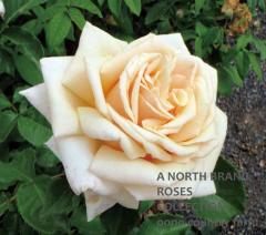 ��������ɡ�����ӥ꡼ / Diamond Jubilee / 6��ż��������ݥå�