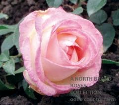 �ץ�󥻥����ɥ�����ʥ� / Princesse de Monaco / 6��ż��������ݥå�