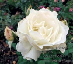 �ۥ磻�ȡ��������󡦥��ꥶ�٥� / White Queen Elizabeth / 6��ż��������ݥå�