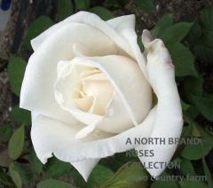 �ޡ����㡦������ۡ��� / Marcia Stanhope / 6��ż��������ݥå�