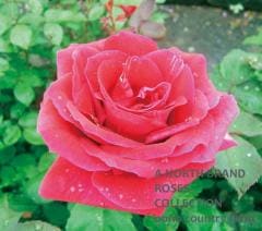 �ߥ���������󥫡��� / Mister Lincoln / 6��ż��������ݥå�