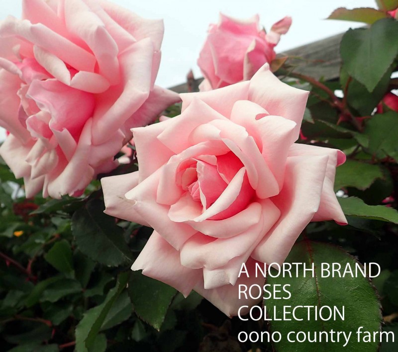 ��ǥ����ޥ꡼���ե��ĥ����ꥢ�� / Lady Mary Fitzwilliam / 6��ż��������ݥå�