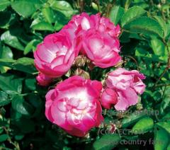 �ߥ��������֥롼�С��� / Mr Bluebird / 6��ż��������ݥå�