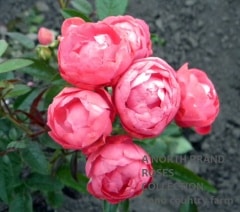 �ǥ��å����ۥ����� / Dick Koster / 6��ż��������ݥå�