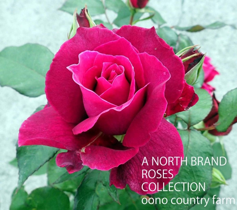 ����ȥ��꡼�� / Intrigue / 6��ż��������ݥå�