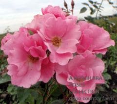 �ɥʥ�ɡ��ץ饤�䡼 / Donald Prior / 6��ż��������ݥå�