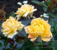 �ڥͥ��åס������� / Penelope Keith / 6��ż��������ݥå�