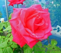 �ޥꥢ�����饹 / Maria Callas / 6��ż��������ݥå�