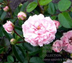 �������� / Jean Mermoz / 6��ż��������ݥå�