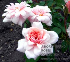 �ڥ�롦�ɡ��� / Perle d'Or / 6��ż��������ݥå�