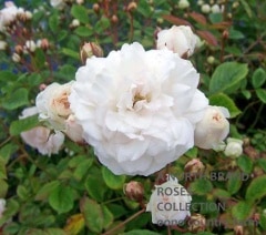 �ޥ꡼���������� / Marie Jeanne / 6��ż��������ݥå�