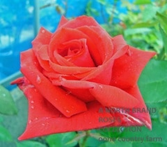 �ɥ��֥ĥ������� / Dufl Zeuber / 6��ż��������ݥå�