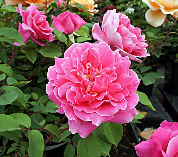 �������������ĥ������ե꡼�ɥ�ҡ��ե��󡦥С��ǥ� / Grossherzog Friedrich von Baden / 6��ż��������ݥå�