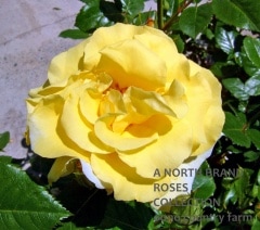 ���С�������� / Evergolg / 6��ż��������ݥå�