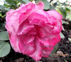 �ɥ������������� / Deutsche Welle / 6��ż��������ݥå�