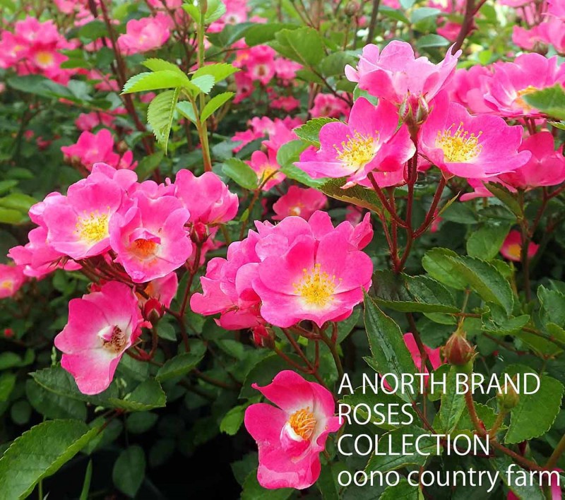 �����ѥ�ե��� / ����ʴ / 6��ż��������ݥå�