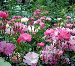 ���������ǥ� / Yesterday / 6��ż��������ݥå�