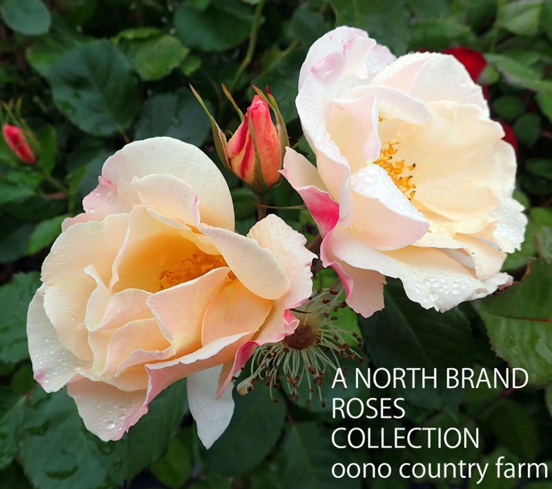 ���� / Saga / 6��ż��������ݥå�