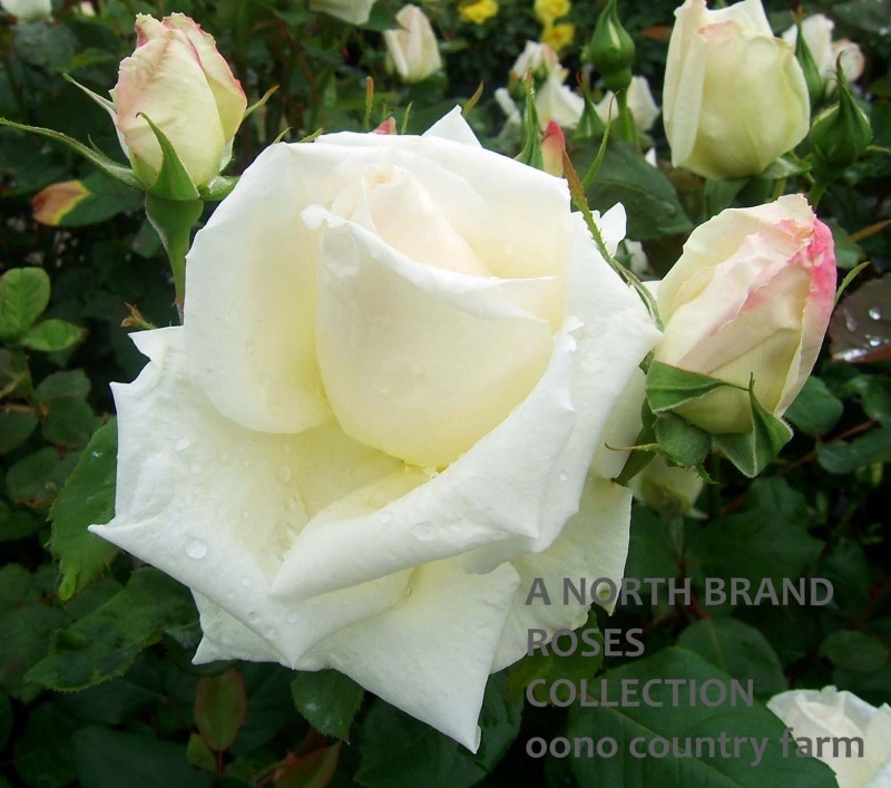 �ޥ���ǥ����������ܥ꡼ / McGredy's Ivory / 6��ż��������ݥå�