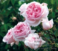 ���������å����åɡ������� &reg; / The WedgWood Rose / 6��ż��������ݥå�