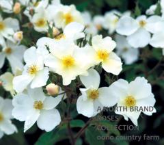 ���塼�������ǥ� &reg; / Kew Gardens / 6��ż��������ݥå�