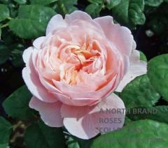 �������󡦥��֡��������ǥ� &reg; / Queen of Sweden / 6��ż��������ݥå�