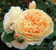 ���饦�󡦥ץ쥤�󥻥����ޥ륬�꡼�� &reg; / Crown Princess Margareta / 6��ż��������ݥå�