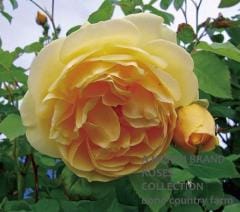 ����ϥࡦ�ȡ��ޥ� &reg; / Graham Thomas / 6��ż��������ݥå�