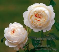 ���쥢������������ &reg; / Claire Austin / 6��ż��������ݥå�